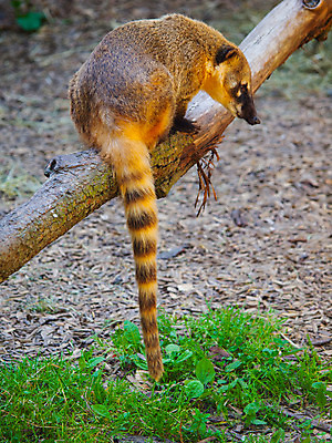 포토 JPG 해외이미지 나무 동물 야생동물 곰 포유류 자연 털 사람없음 빨간색 갈색 환경 미국 나뭇가지 닫기 숲 열대우림 모피 코 꼬리 주둥이 길이 남쪽 동물상 해외202004 해외포토 식물 컬러 북아메리카 모션 신체부위 조형물 방향 생태계 파일형식 이미지허브