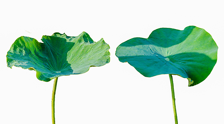 포토 JPG 해외이미지 모양 나무 식물 계절 공원 꽃 아시아 분홍색 백그라운드 잎 꽃무늬 패턴 자연 표면 추상 동양인 사람없음 야외 초록색 물 컬러풀 정원 봄 벚꽃 흰색 연못 신선 심볼 묘사 유기농 질감 신성 내추럴 고립 해외202004 해외포토 자연요소 웰빙 공공시설 나라 컬러 무늬 인종 생태계 파일형식 이미지허브