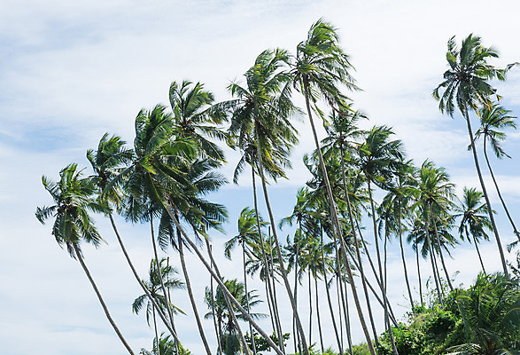 포토 JPG 해외이미지 아시아 모래 바다 여행 자연 열대 풍경 사람없음 물 모래사장 12월 인도양 내추럴 스리랑카 이국적 파라다이스 해외202004 해외포토 자연요소 나라 날짜 생태계 파일형식 이미지허브