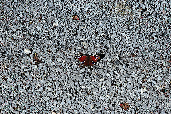 포토 JPG 해외이미지 나비 백그라운드 컨셉 겨울 그림자 사람없음 빛 봄 회색 가을 조약돌 도시 만취 질감 고립 숨기 해외202004 해외포토 계절 컬러 곤충 모션 돌_바위 술취함 파일형식 이미지허브