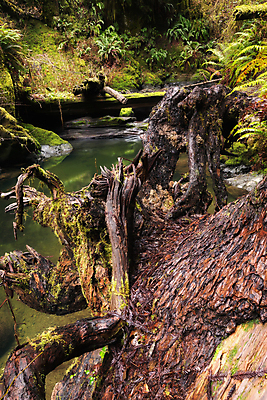 포토 JPG 해외이미지 나무 여행 백그라운드 잎 자연 산 이끼 풍경 사람없음 야외 초록색 물 강 노란색 환경 미국 흐름 가을 바위 개울 매끈함 숲 작음 열대우림 태평양 내추럴 전국 제빵사 해외202004 해외포토 자연요소 식물 직업 계절 바다 컬러 컨셉 북아메리카 돌_바위 감각 크기 생태계 파일형식 이미지허브