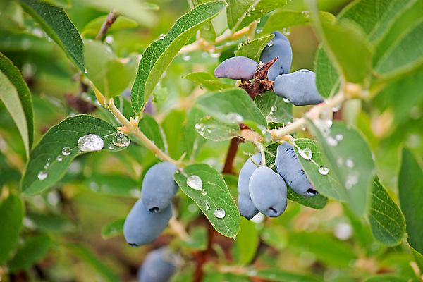 포토 JPG 해외이미지 열매 잎 자연 사람없음 야외 정원 수확 나뭇가지 해외202004 해외포토 나무 식물 농업 생태계 파일형식 이미지허브