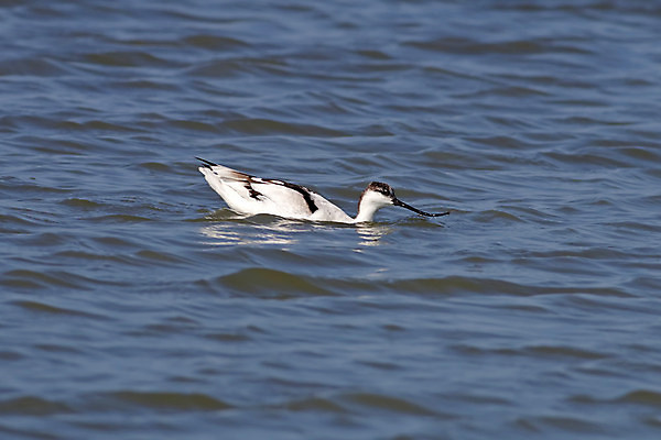 포토 JPG 해외이미지 동물 여자 남자 아시아 얼굴 야생동물 바다 백그라운드 날개 자연 조류 사람없음 야외 가로 컬러풀 머리 환경 닫기 깃털 꼬리 부리 소금 서식지 생태학 이국적 해외202004 해외포토 교육 나라 컬러 모션 사람 신체부위 생태계 파일형식 이미지허브