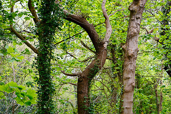 포토 JPG 해외이미지 나무 자연 사람없음 성장 나뭇가지 숲 삼림지대 직진 해외202004 해외포토 식물 생태계 파일형식 이미지허브
