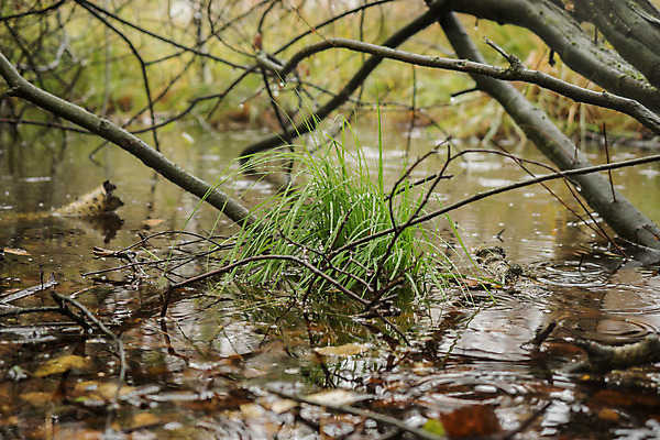 포토 JPG 해외이미지 나무 계절 공원 유럽 단풍 농업 자연 날씨 휴가 독일 풍경 사람없음 야외 목재 초록색 맑음 보라색 가을 시골 체험 황무지 습지 숲 오솔길 내추럴 보호구역 해외202004 해외포토 식물 공공시설 나라 산업 길 컬러 컨셉 잎 재료 생태계 구역 파일형식 이미지허브