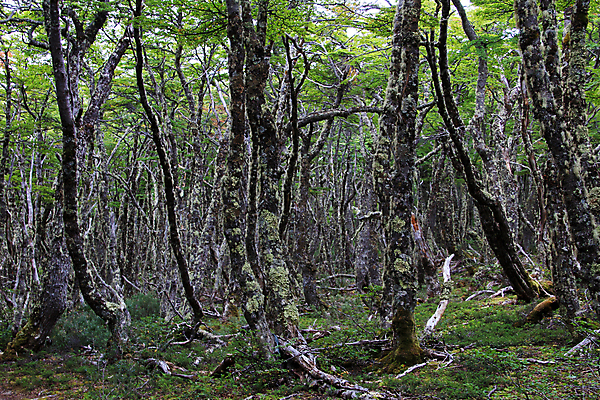 포토 JPG 해외이미지 모양 나무 공원 여행 백그라운드 자연 건조 이끼 풍경 사람없음 야외 목재 초록색 미국 하이킹 숲 그늘 신비 브런치 뿌리 공상 칠레 남쪽 아르헨티나 내추럴 생태학 전국 해외202004 해외포토 식물 공공시설 교육 컬러 컨셉 북아메리카 재료 레저 식사 남아메리카 방향 생태계 파일형식 이미지허브