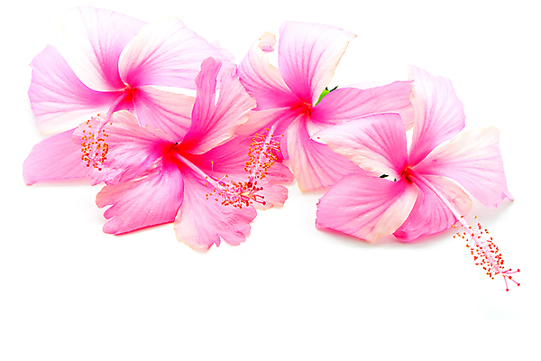 포토 JPG 해외이미지 식물 꽃잎 꽃 줄기 분홍색 백그라운드 꽃무늬 자연 사람없음 여름 벚꽃 흰색 개화 고립 꽃수술 이국적 하와이인 히비스커스 해외202004 해외포토 외국인 계절 컬러 무늬 생태계 파일형식 이미지허브