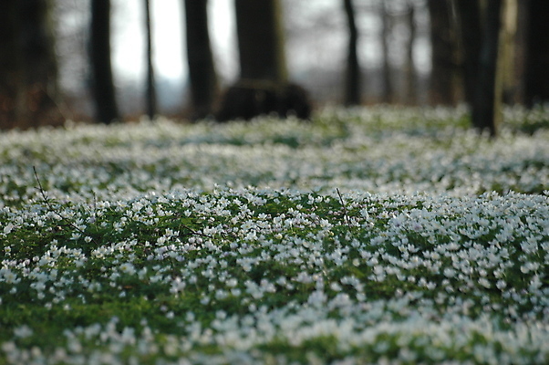 포토 JPG 해외이미지 나무 식물 계절 꽃 유럽 여행 백그라운드 잎 자연 노르웨이 그림자 사람없음 목재 초록색 여름 빛 봄 벚꽃 흰색 독약 숲 5월 수집 냄새 꽃가루 부드러움 땅바닥 아네모네 해외202004 해외포토 나라 컬러 재료 바닥 감각 날짜 가루 생태계 파일형식 이미지허브