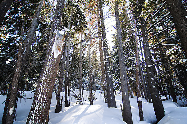포토 JPG 해외이미지 나무 계절 겨울 자연 날씨 산 풍경 사람없음 야외 목재 냉동 얼음 추위 흰색 나뭇가지 소나무 황무지 고독 12월 캘리포니아 멀리 멸종위기동물 1월 2월 매머드 해외202004 해외포토 자연요소 식물 동물 감정 컬러 재료 미국 날짜 생태계 파일형식 멸종위기종 이미지허브