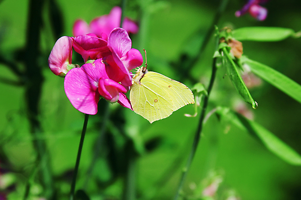 포토 JPG 해외이미지 식물 동물 꽃 분홍색 나비 곤충 꽃무늬 날개 자연 사람없음 야외 여름 컬러풀 노란색 벚꽃 동물상 해외202004 해외포토 계절 컬러 무늬 조형물 생태계 파일형식 이미지허브