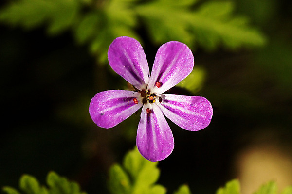 포토 JPG 해외이미지 식물 열매 꽃 음식 분홍색 백그라운드 컨셉 잎 꽃무늬 과일 자연 벽지 딸기 엄마 추상 사람없음 장식 빨간색 초록색 컬러풀 환경 정원 맑음 보라색 일몰 봄 활발 벚꽃 흰색 축하 신선 개화 정상 혼합 산딸기 위치 내추럴 많음 해외202004 해외포토 계절 컬러 무늬 가족 날씨 노을 생태계 파일형식 이미지허브