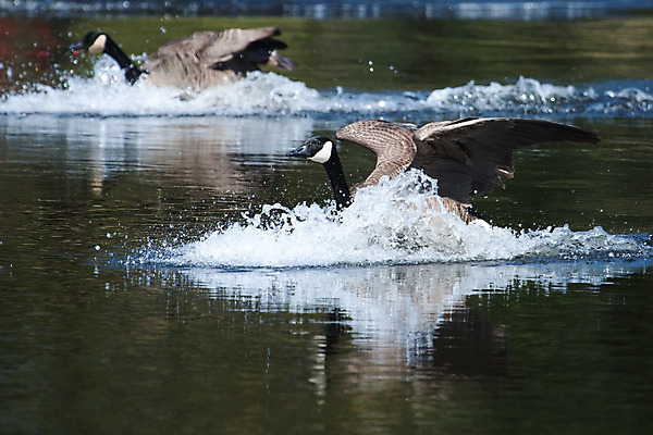 포토 JPG 해외이미지 동물 야생동물 바다 포즈 캐나다 날개 자연 조류 사람없음 물 컬러풀 갈색 머리 검은색 회색 흰색 구부린 큼 부리 시끄러움 거위 이륙 계산서 공격적 동물상 착륙 생존 해외202004 해외포토 자연요소 컬러 컨셉 북아메리카 모션 신체부위 조형물 크기 생태계 파일형식 이미지허브