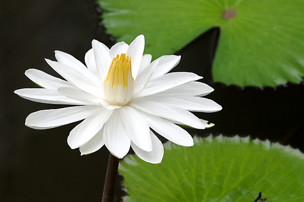 포토 JPG 해외이미지 식물 계절 공원 꽃잎 꽃 호수 분홍색 백그라운드 잎 꽃무늬 자연 사람없음 야외 초록색 물 빛 반사 정원 고요 봄 들꽃 벚꽃 연못 개화 당구 순수 내추럴 이국적 해외202004 해외포토 자연요소 공공시설 컬러 컨셉 무늬 구기 생태계 파일형식 이미지허브
