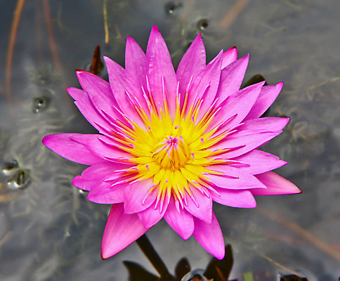 포토 JPG 해외이미지 식물 공원 꽃잎 꽃 선 음식 분홍색 백그라운드 꽃무늬 자연 사람없음 야외 장식 물 강 컬러풀 노란색 정원 보라색 스파 봄 벚꽃 연못 업무 개화 벌레 숲 원예 꽃가루 꿀 해외202004 해외포토 자연요소 계절 공공시설 컬러 곤충 무늬 취미 작업 가루 생태계 파일형식 이미지허브