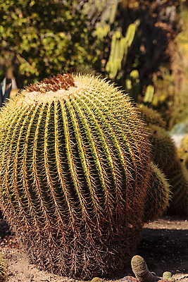 포토 JPG 해외이미지 멕시코 선인장 사람없음 사막 날카로움 해외202004 해외포토 식물 북아메리카 파일형식 이미지허브