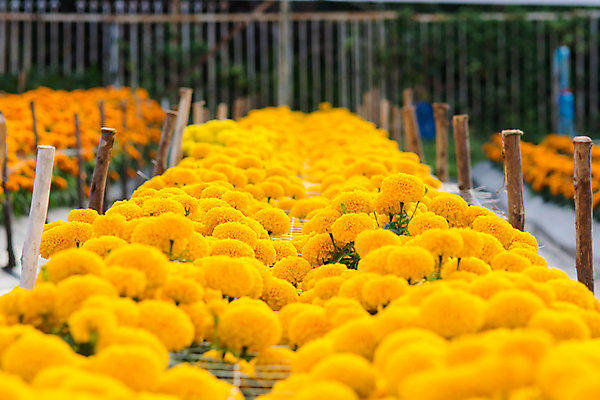 포토 JPG 해외이미지 식물 계절 꽃잎 꽃 문화 결혼 백그라운드 꽃무늬 밭 오렌지 졸업 자연 사람없음 장식 초록색 컬러풀 노란색 머리 정원 봄 활발 벚꽃 개화 황금 닫기 허브 데이지 내추럴 프랑스어 고립 아즈텍 해외202004 해외포토 문자 교육 컬러 컨셉 무늬 농업 과일 모션 이벤트 신체부위 생태계 파일형식 이미지허브