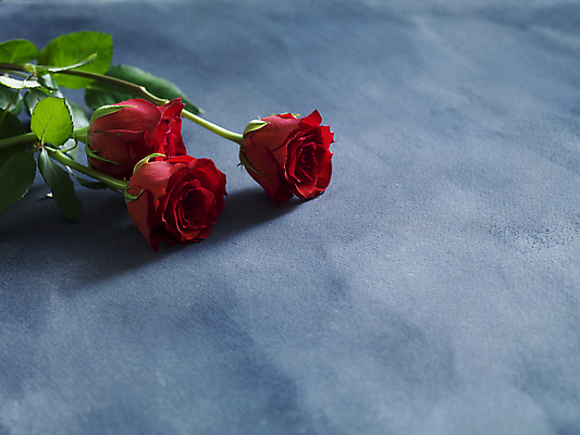 포토 JPG 해외이미지 회색배경 발렌타인데이 사람없음 장미 오브젝트 카피스페이스 해외포토 꽃 백그라운드 데이이벤트 공백 회색 파일형식 이미지허브