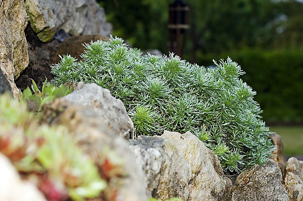 포토 JPG 해외이미지 식물 꽃 자연 사람없음 초록색 정원 오브젝트 돌봄 해외202004 해외포토 컬러 모션 생태계 파일형식 이미지허브