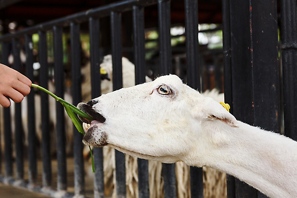 포토 JPG 해외이미지 동물 손 응시 얼굴 잎 농업 포유류 자연 염소 털 사람없음 초록색 울타리 농장 머리 흰색 시골 닫기 먹이 먹기 주기 귀 새장 밭일 해외202004 해외포토 식물 시선 산업 컬러 모션 신체부위 담장 생태계 케이지 파일형식 이미지허브