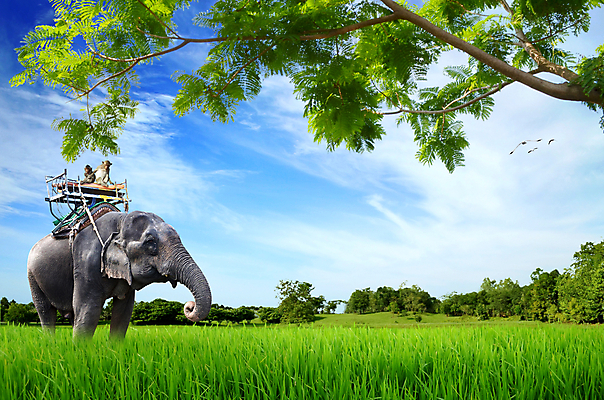 포토 JPG 해외이미지 나무 동물 계절 공원 아시아 야생동물 여행 밭 포유류 태국 자연 휴가 코끼리 풍경 사람없음 야외 여름 환경 원숭이 황무지 땅 장면 서식지 찰과상 해외202004 해외포토 식물 공공시설 나라 농업 상처 생태계 파일형식 이미지허브