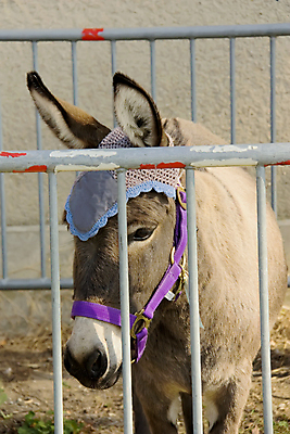 포토 JPG 해외이미지 동물 자연 사람없음 야외 울타리 농장 머리 회색 귀 당나귀 해외202004 해외포토 컬러 농업 신체부위 담장 말_동물 생태계 파일형식 이미지허브