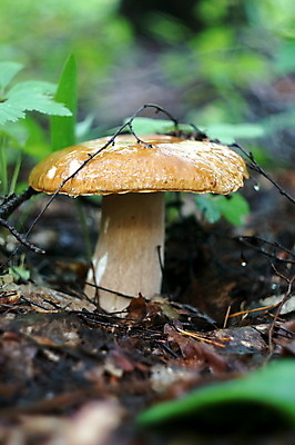 포토 JPG 해외이미지 주간 낙엽 자연 나뭇잎 근접촬영 사람없음 야외 버섯 숲속 해외202004 해외포토 자연요소 뷰포인트 잎 숲 생태계 파일형식 이미지허브