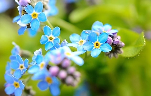 포토 JPG 해외이미지 식물 계절 꽃잎 꽃 잎 꽃무늬 자연 사람없음 초록색 파란색 정원 봄 벚꽃 신선 개화 그룹 작음 다발 묘사 해외202004 해외포토 컬러 무늬 크기 생태계 파일형식 이미지허브