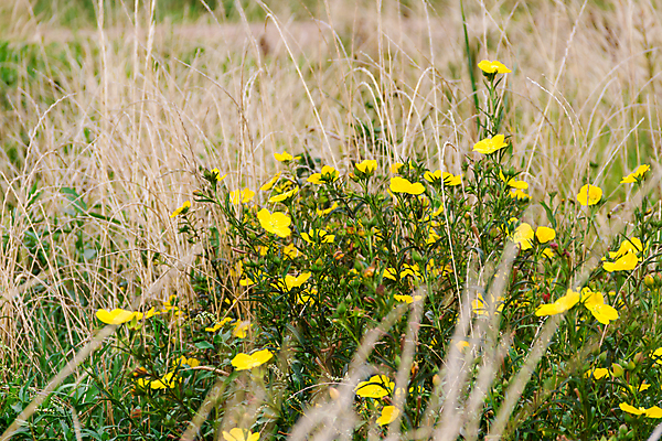 포토 JPG 해외이미지 식물 계절 꽃 꽃다발 백그라운드 밭 농업 자연 하늘 건강 풍경 사람없음 장식 초록색 여름 파란색 컬러풀 농장 노란색 정원 봄 성장 벚꽃 가을 흰색 시골 다발 머스터드 원예 데이지 장면 내추럴 금잔화 해외202004 해외포토 산업 컬러 취미 소스_음식 생태계 파일형식 이미지허브