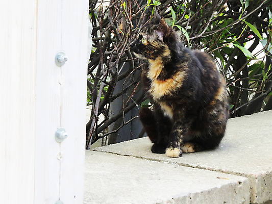 포토 JPG 해외이미지 동물 포유류 자연 털 동물원 사람없음 초록색 반려동물 고양이 흰색 바 사회 구출 보호 위험 사자 서커스 버리기 육식동물 새장 사냥꾼 파운드 얼룩무늬 올가미 표범 내추럴 노숙자 돌봄 동반자 입양 해외202004 해외포토 직업 컬러 컨셉 돈 무늬 모션 도움 생태계 공동체 케이지 파일형식 이미지허브