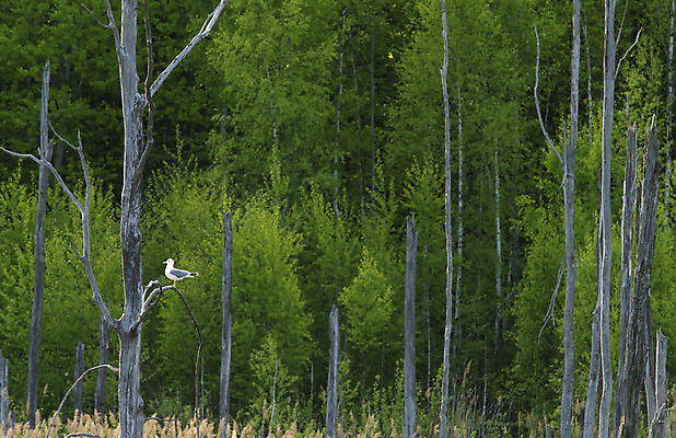 포토 JPG 해외이미지 모양 나무 계절 호수 모래 잎 자연 표면 바람 산 건조 풍경 사람없음 야외 초록색 햇빛 환경 골짜기 봄 소나무 거친 숲 버리기 언덕 점토 지역 자작나무 내추럴 지질학 채석 해외202004 해외포토 자연요소 식물 교육 컬러 모션 날씨 태양 생태계 파일형식 이미지허브