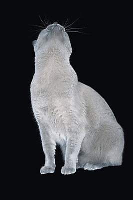 포토 JPG 해외이미지 전신 동물 1 검은배경 털 앉기 사람없음 세로 파란색 반려동물 귀여움 회색 올려보기 흰색 달콤 호기심 고립 기르기 유래 버미즈 해외202004 해외포토 감정 컬러 백그라운드 컨셉 모션 검은색 고양이 맛 돌봄 파일형식 이미지허브