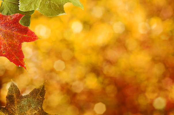 포토 JPG 해외이미지 계절 백그라운드 단풍 잎 자연 프레임 따뜻함 사람없음 초록색 빛 노란색 가을 죽음 변화 황금 왼쪽 보케 부드러움 내추럴 광 적갈색 플라타너스 카피스페이스 해외202004 해외포토 나무 식물 컬러 컨셉 갈색 공백 감각 방향 생태계 파일형식 이미지허브