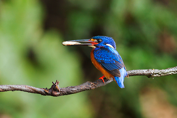 포토 JPG 해외이미지 동물 남자 아시아 야생동물 날개 태국 자연 조류 앉기 동양인 사람없음 파란색 컬러풀 나뭇가지 관찰 황무지 숲 열대우림 손목시계 깃털 내추럴 물총새 혼자 해외202004 해외포토 나무 나라 시계 컬러 장신구 모션 사람 인종 생태계 파일형식 이미지허브