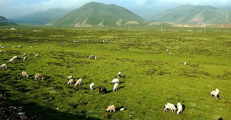 포토 JPG 해외이미지 동물 자연 산 풍경 사람없음 농장 양 해외202004 해외포토 농업 포유류 생태계 파일형식 이미지허브