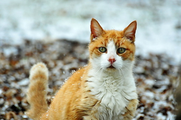 포토 JPG 해외이미지 동물 오렌지 포유류 주택 사람없음 야외 반려동물 고양이 얼룩무늬 해외202004 해외포토 무늬 과일 건물 파일형식 이미지허브