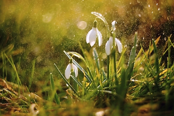 포토 JPG 해외이미지 식물 계절 공원 꽃 백그라운드 잎 꽃무늬 자연 아침 불꽃 사람없음 초록색 물 햇빛 태양 정원 봄 벚꽃 흰색 신선 떨어짐 이슬 묘사 내추럴 헌병 해외202004 해외포토 주간 자연요소 공공시설 컬러 컨셉 무늬 불 군인 생태계 파일형식 이미지허브