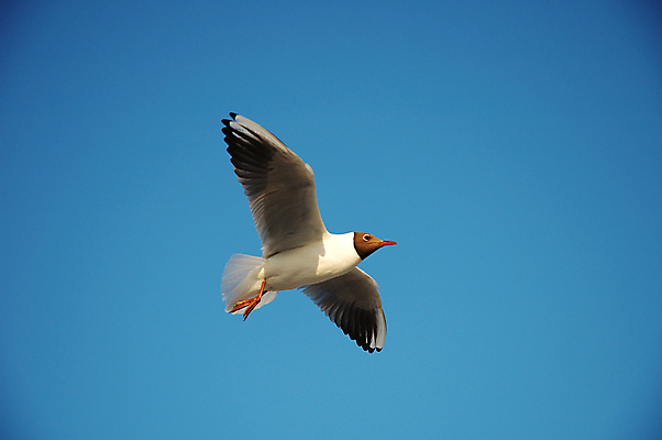 포토 JPG 해외이미지 1 바다 자연 갈매기 조류 하늘 생물 사람없음 파란색 흰색 폴란드 해외202004 해외포토 동물 유럽 컬러 생태계 파일형식 이미지허브