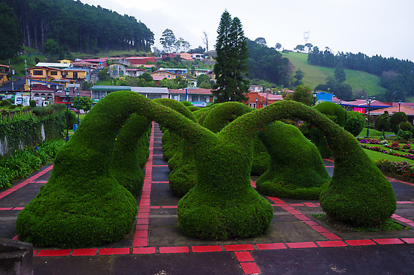 포토 JPG 해외이미지 나무 식물 공원 잎 사람없음 야외 가로 초록색 마을 정원 중앙아메리카 조경 코스타리카 해외202004 해외포토 공공시설 컬러 아메리카 파일형식 이미지허브