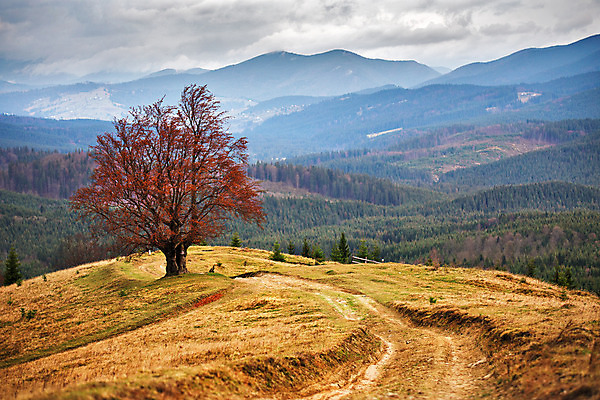 포토 JPG 해외이미지 나무 구름 1 계절 도로 백그라운드 밭 자연 하늘 산 풍경 사람없음 목재 빨간색 초록색 노란색 환경 안개 가을 시골 고독 숲 11월 언덕 장면 통과 내추럴 우크라이나 해외202004 해외포토 자연요소 식물 감정 유럽 길 컬러 농업 재료 교통시설 날씨 날짜 생태계 파일형식 이미지허브
