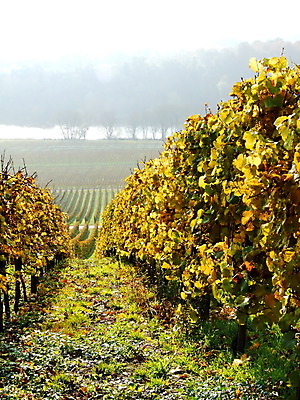 포토 JPG 해외이미지 계절 선 독일 사람없음 초록색 가을 포도밭 포도나무 시리즈 해외202004 해외포토 유럽 컬러 밭 과일나무 파일형식 이미지허브