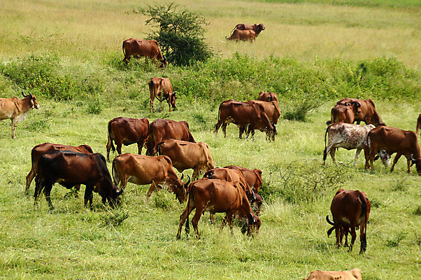 포토 JPG 해외이미지 식물 동물 구름 음료 밭 농업 포유류 자연 하늘 풍경 사람없음 초록색 여름 파란색 농장 농경지 머리 환경 검은색 목장 우유 시골 소 닫기 군중 방목 땅 크림 생태계 황소 세대 개발 밭일 생태학 온실 찰과상 효율 효과 해외202004 해외포토 자연요소 계절 교육 산업 컬러 컨셉 모션 유제품 사람 신체부위 축산업 상처 파일형식 이미지허브