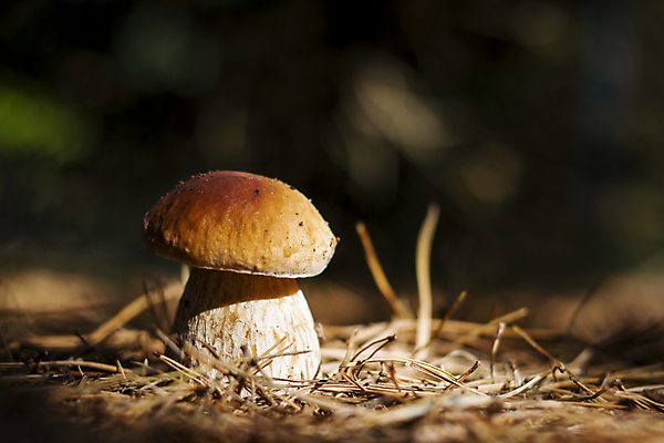 포토 JPG 해외이미지 식물 계절 음식 백그라운드 다이어트 채소 자연 건강 사람없음 목재 빛 태양 갈색 맑음 식사 어둠 버섯 성장 광선 가을 흰색 신선 숲 큼 수분 유기농 날것 내추럴 곰팡이 그물버섯 식용 채식주의자 캡모자 해외202004 해외포토 자연요소 나무 모자_잡화 웰빙 컬러 재료 날씨 크기 생태계 채식 파일형식 이미지허브