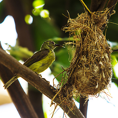 포토 JPG 해외이미지 나무 야생동물 백그라운드 날개 자연 조류 주택 매달리기 사람없음 건물 초록색 작업 오픈 둥지 작음 깃털 부리 해외202004 해외포토 식물 동물 건축물 컬러 모션 크기 생태계 파일형식 이미지허브