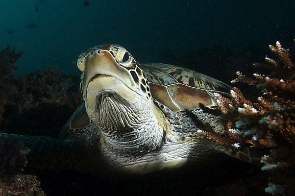 포토 JPG 해외이미지 바다 종류 사람없음 초록색 머리 수중 산호 거북이 암초 멸종 동물상 해외202004 해외포토 컬러 파충류 신체부위 조형물 자포동물 파일형식 이미지허브