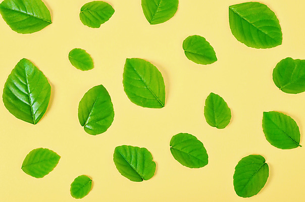 포토 JPG 해외이미지 식물 종이 백그라운드 잎 패턴 자연 추상 그림자 사람없음 초록색 여름 노란색 봄 신선 유기농 질감 내추럴 많음 해외202004 해외포토 웰빙 계절 컬러 컨셉 무늬 생태계 파일형식 이미지허브