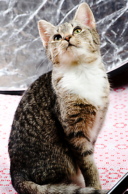 포토 JPG 해외이미지 동물 포유류 사람없음 반려동물 고양이 줄무늬 모피 코 귀 해외202004 해외포토 무늬 신체부위 파일형식 이미지허브