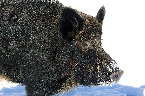 포토 JPG 해외이미지 동물 야생동물 겨울 포유류 자연 털 돼지고기 사람없음 돼지 뿌리기 멧돼지 해외202004 해외포토 계절 모션 육류 생태계 파일형식 이미지허브