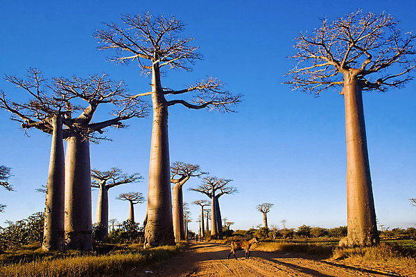 포토 JPG 해외이미지 나무 식물 모래 여행 밭 아프리카 자연 하늘 건조 서기 풍경 사람없음 야외 초록색 파란색 태양 나뭇가지 뜨거움 그룹 숲 큼 사파리 남쪽 마다가스카르 사바나 옛날 웅장함 이국적 해외202004 해외포토 자연요소 나라 컬러 농업 모션 크기 방향 생태계 파일형식 이미지허브