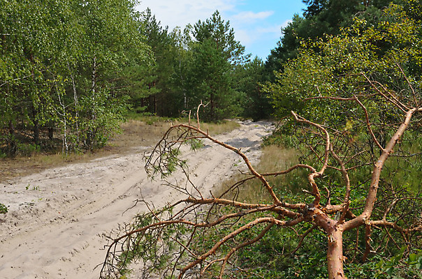 포토 JPG 해외이미지 나무 계절 공원 도로 길 잎 자연 하늘 사람없음 야외 초록색 여름 빛 햇빛 나뭇가지 숲 먼지 해외202004 해외포토 식물 공공시설 컬러 교통시설 태양 생태계 파일형식 이미지허브