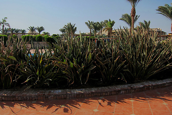 포토 JPG 해외이미지 모래 바다 여행 아프리카 자연 호텔 휴가 휴식 이집트 풍경 사람없음 여름 모래사장 햇빛 태양 여행객 일출 맑음 사진촬영 일몰 사막 자유 뜨거움 쌍 고독 모래언덕 사파리 다이빙 낙타 암초 아라비아 사하라 아랍어 해외202004 해외포토 자연요소 계절 감정 나라 컨셉 포유류 숙소 날씨 사람 노을 촬영 수영 언덕 생태계 수중스포츠 파일형식 이미지허브